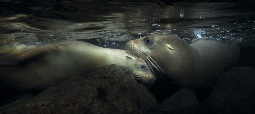 "While snorkelling with a colony of California sea lions I quickly noticed two particular photography challenges. The first was how to avoid the attention of the large, aggressive and protective alpha male. The second was the enormous speed of the animals in the water. Lying very still in the water and using high ISO solved the issues. That allowed me to freeze this moment of tenderness using only natural light." (Johan Sundelin)