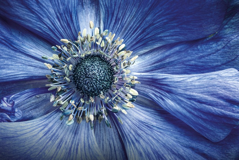 "We grow flowers on our balcony at home, which offer many photographic opportunities. I noticed the rich textures in the blue anemone’s petals, and I waited for the flower’s textures to be at their best. Choosing to shoot on an overcast day prevented harsh shadows from the sun affecting the image. I used a plant clip to steady the flower, enabling me to take 15 shots that I then photo stacked in post-processing." (Justin Garner)