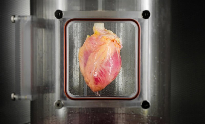 Stem Cell Heart