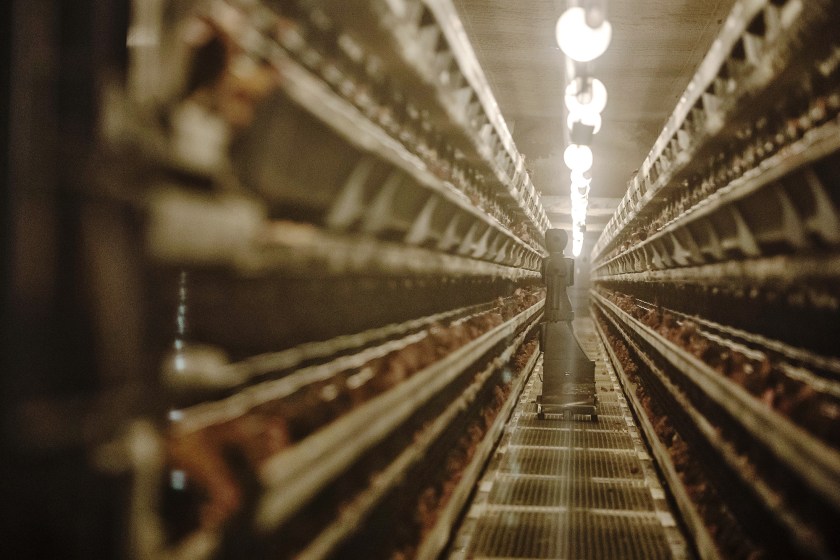 A sensor-filled humanoid robot inspects hens in coops at a Charoen Pokphand Group Co. (CP Group) egg processing facility in Beijing, China, on Thursday, Oct. 27, 2016. (Qilai Shen/Bloomberg via Getty Images)