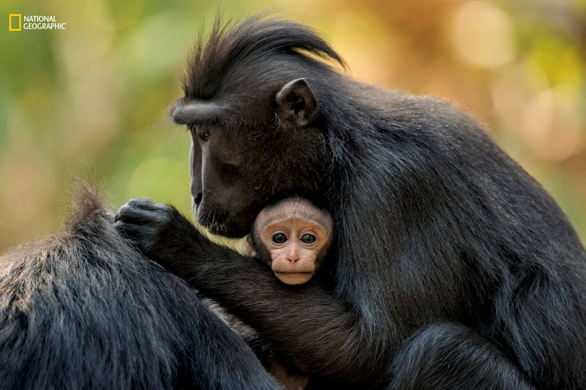 Mother macaques bear one baby every 20 months or so and do most of the parenting. Wee ones nurse for less than a year but stick close for several more. Young males eventually leave to vie for position in another group.(Stefano Unterthiner/National Geographic)