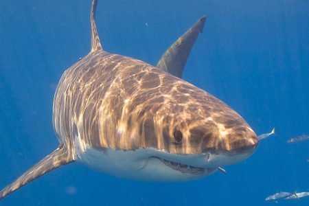 Great white shark (Elias Levy/Flickr)