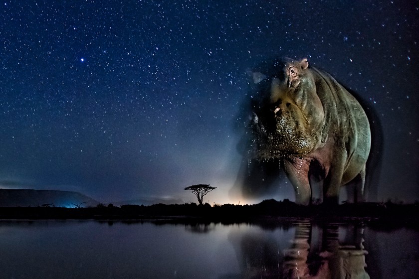 Nature - Third Prize, Stories: Hippatamus under the starry sky. These photos combine a well-known natural phenomenon: the starry sky and portraits of wild animals not visible to the naked eye. The series needed very accurate planning, research and preparation as the photos were made with remote control, and no modification was possible while capturing the photos. (Bence Máté)