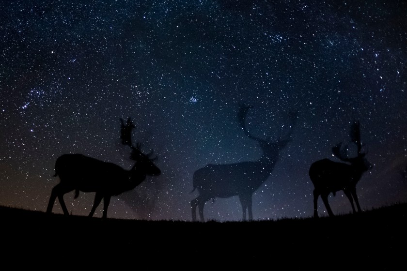 Nature - Third Prize, Stories: Fallow deer walk in the silence of the night. These photos combine a well-known natural phenomenon: the starry sky and portraits of wild animals not visible to the naked eye. The series needed very accurate planning, research and preparation as the photos were made with remote control, and no modification was possible while capturing the photos. (Bence Máté)