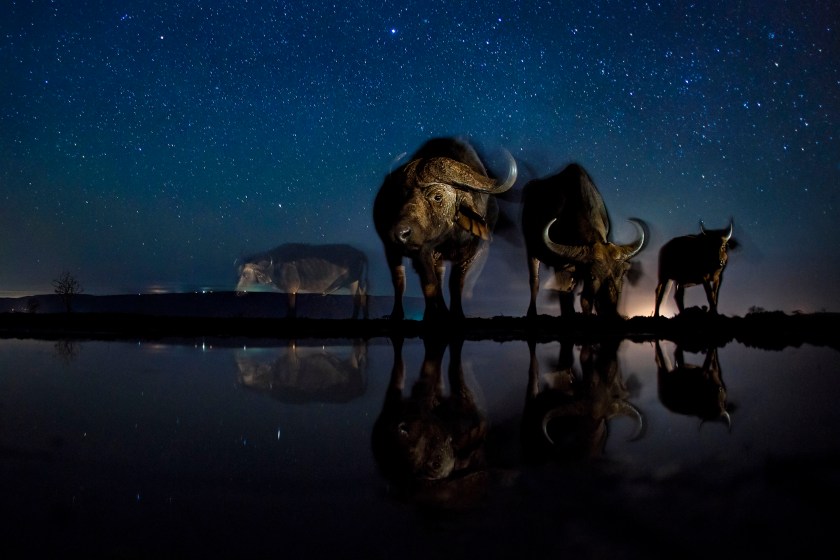 Nature - Third Prize, Stories: Buffalos at the drinking station. These photos combine a well-known natural phenomenon: the starry sky and portraits of wild animals not visible to the naked eye. The series needed very accurate planning, research and preparation as the photos were made with remote control, and no modification was possible while capturing the photos. (Bence Máté)