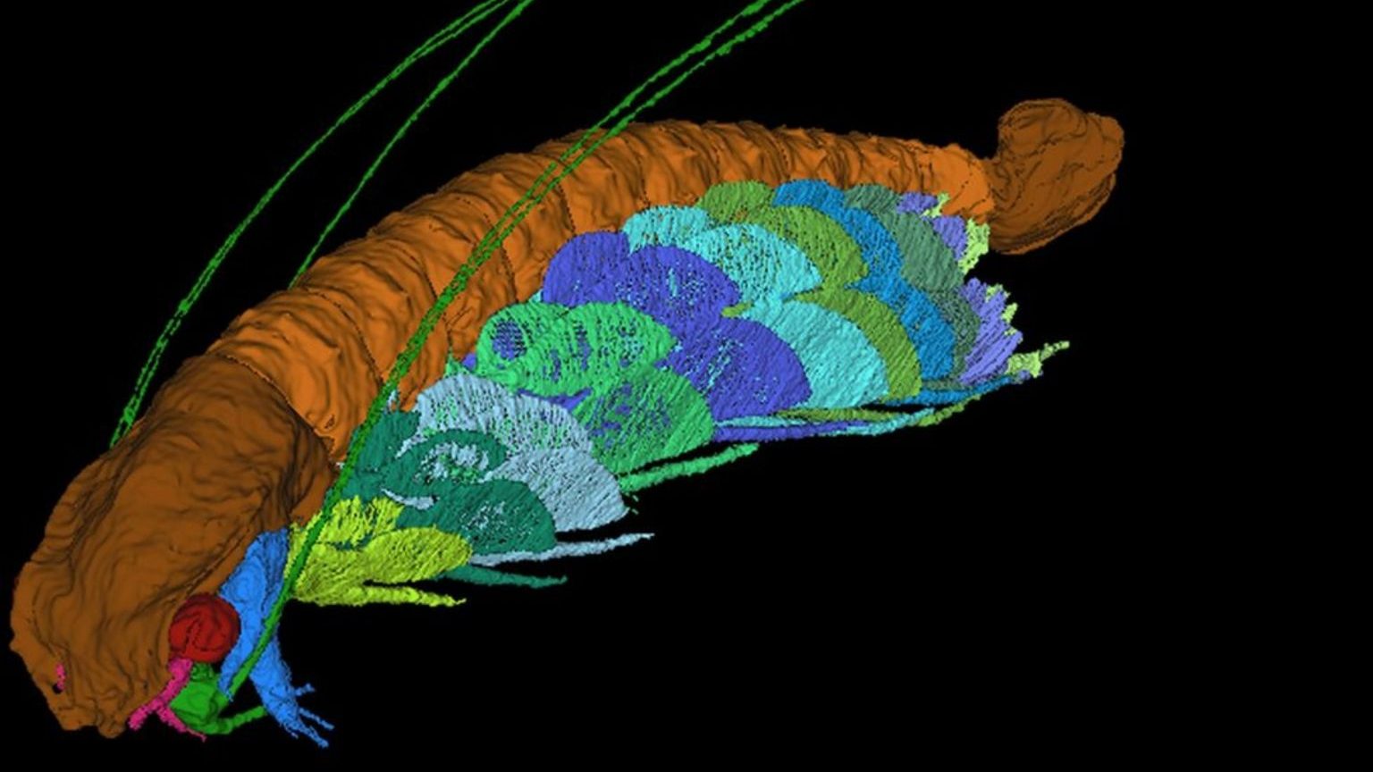 Cascolus ravitis has been reconstructed as a virtual fossil, revealing every detail of the animal (SIVETER ET AL)