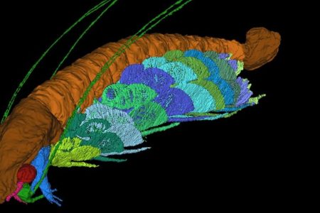 Cascolus ravitis has been reconstructed as a virtual fossil, revealing every detail of the animal (SIVETER ET AL)