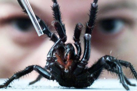 Spider expert Rob Porter from the Australian Reptile Park milks a male Sydney Funnel Web spider. (Fairfax Media via Getty Images)