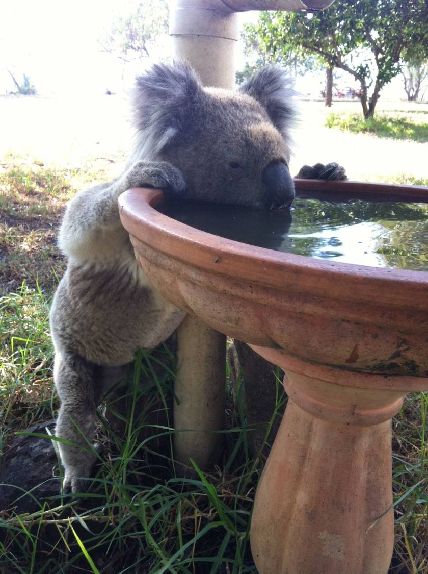 A regular visitor to a neighbouring farm disappeared after a recent heatwave. (Kate Wilson)