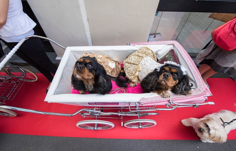 Dogs wait with their owners on a red carpet outside the Soho Galleries on March 11, 2017 in Sydney, Australia. (James D. Morgan/Getty Images)