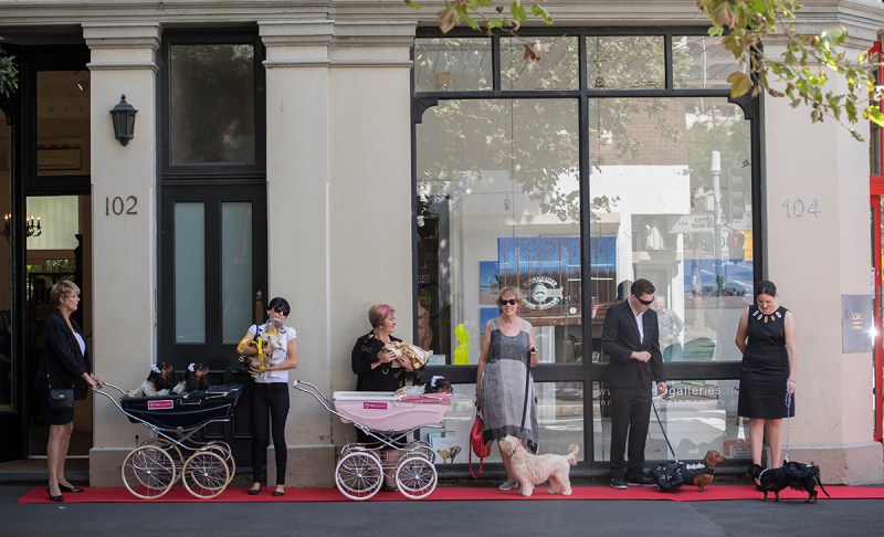 Dogs wait with their owners on a red carpet outside the Soho Galleries on March 11, 2017 in Sydney, Australia. ( James D. Morgan/Getty Images)