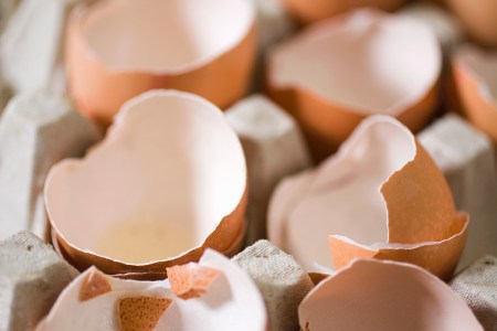 Egg shells