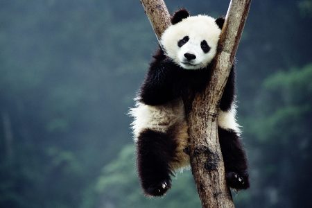 Panda cub (Getty Images)