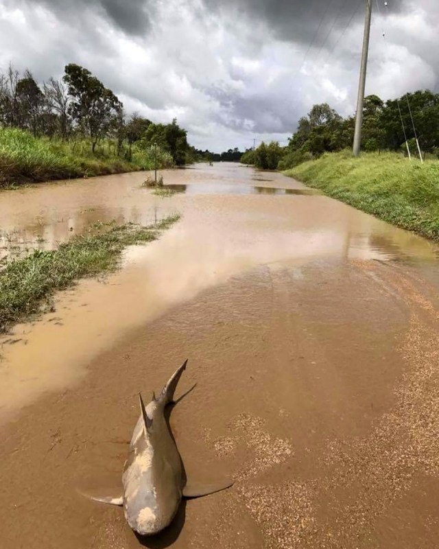 (Queensland Fire & Emergency Services)