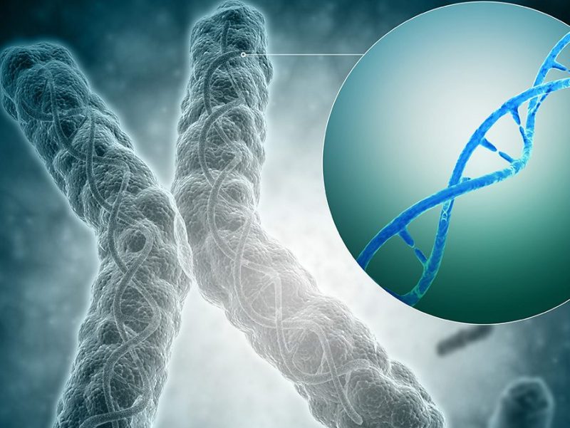 A telomere is a region of the DNA sequence at the end of a chromosome. Their function is to protect the ends of the chromosome from degradation. (Getty Images)