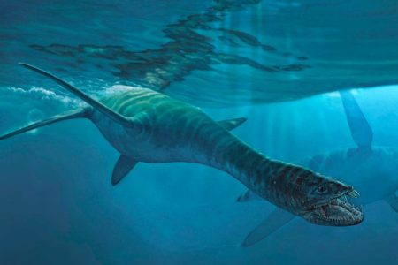 The newly named short-necked elasmosaur, Nakonanectes bradti, swims through an ancient sea in this artist’s reconstruction (James Havens/University of Alaska Fairbanks)