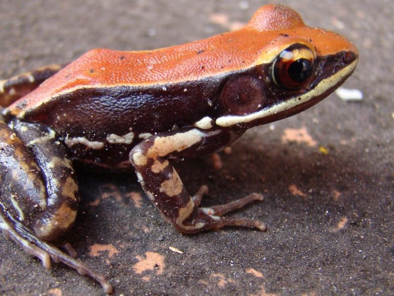 Hydrophylax bahuvistara, a frog with flu-killing peptides in its mucus. (Sanil George & Jessica Shartouny)