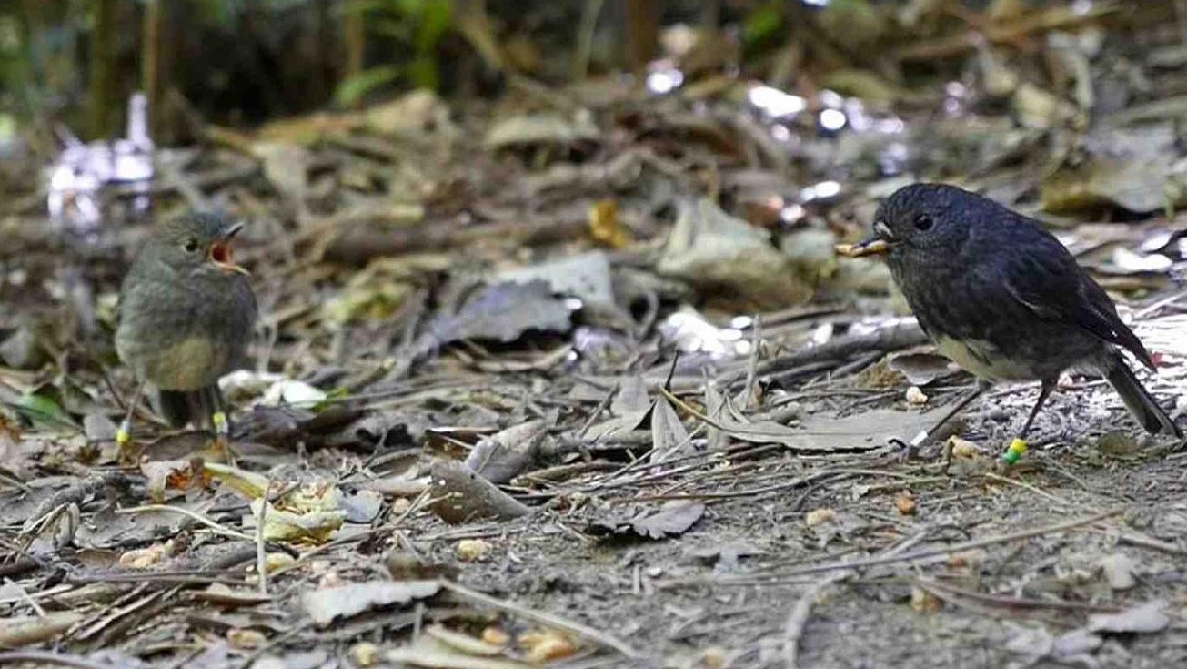 Zealandia robin Iti shares a mealworm with his mate Aroha.  (Victoria University)