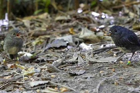 Zealandia robin Iti shares a mealworm with his mate Aroha.  (Victoria University)