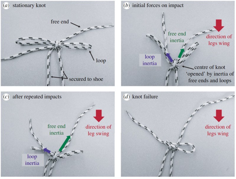 As the leg is swung backwards to impact the ground, the inertia of the free ends and loops pull open the center of the knot. If the free end and loops are approximately the same length, these forces will be comparable. If the knot center is tightened, frictional forces will somewhat ameliorate the inertial force imbalance. Repeated impact causes the center of the knot to incrementally loosen which reduces frictional effects and magnifies the effects of the inertial imbalance between the free ends and loops. (Daily-Diamond CA, Gregg CE, O’Reilly OM., Proc. R. Soc. A, 2017)