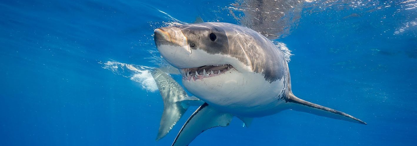 Great White Shark.