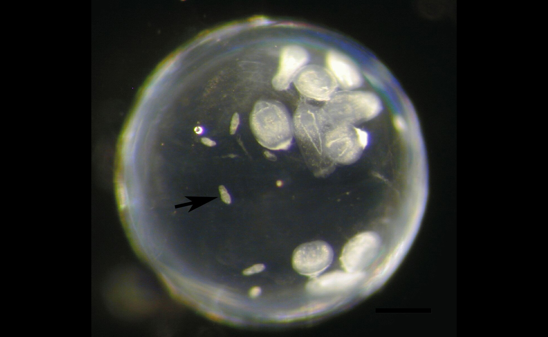 The eye fluke burrows into the host fish's eyeball, where it lives until the flatworm matures. (Jörn Peter Scharsack and Martin Kalbe)