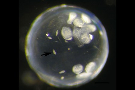 The eye fluke burrows into the host fish's eyeball, where it lives until the flatworm matures. (Jörn Peter Scharsack and Martin Kalbe)