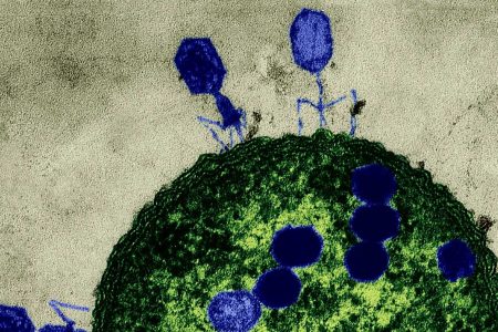 Bacteriophages attacking e. coli bacteria (Getty Images)