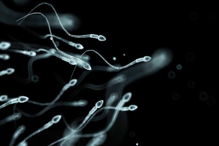 Sperm under microscope