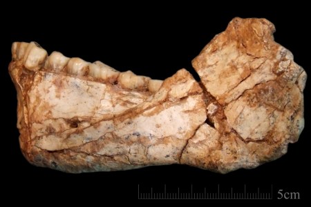 An almost complete adult mandible found at Jebel Irhoud. (Jean-Jacques Hublin/Max Planck Institute for Evolutionary Anthropology, Leipzig)