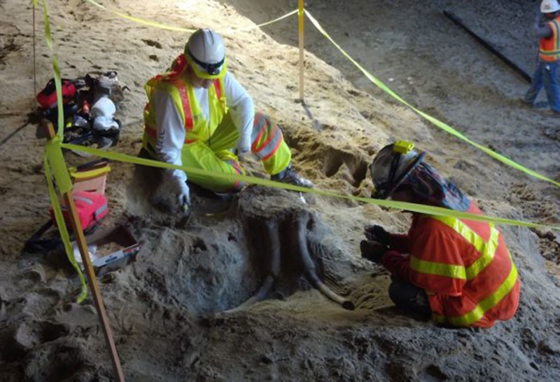 Fossils discovered during LA subway construction