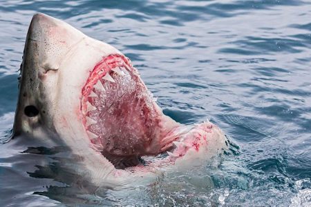 While surfing off the coast of Australia, a 25-year-old man was attacked by a shark.