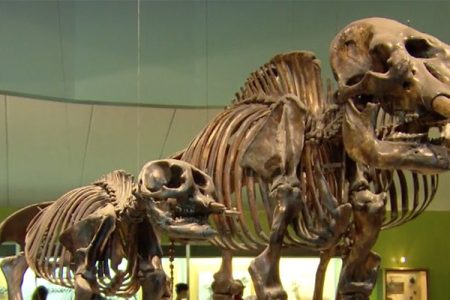 Fossils were recently discovered a mile away from the La Brea Tar Pit museum in Los Angeles, CA