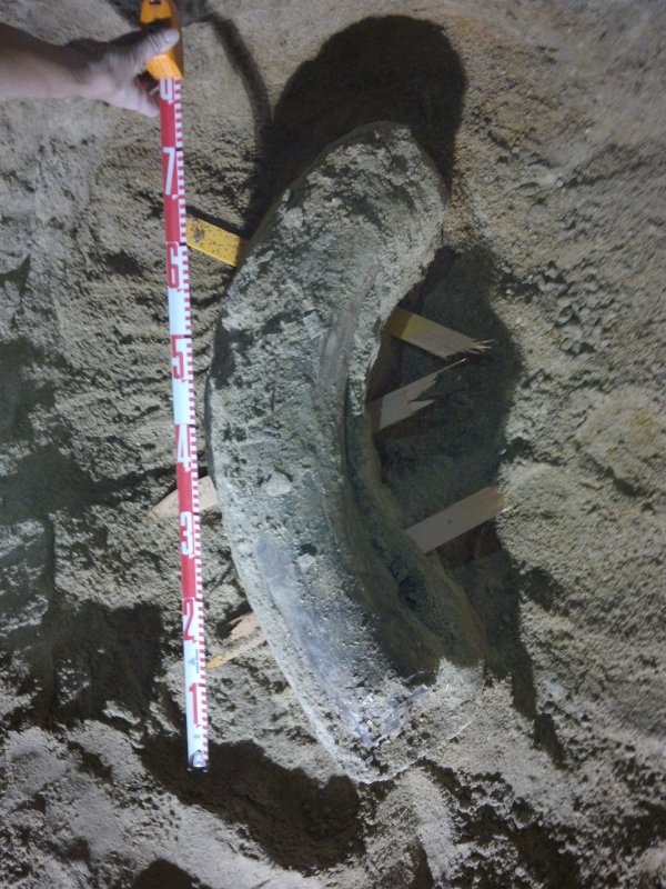 Fossils discovered during LA subway construction