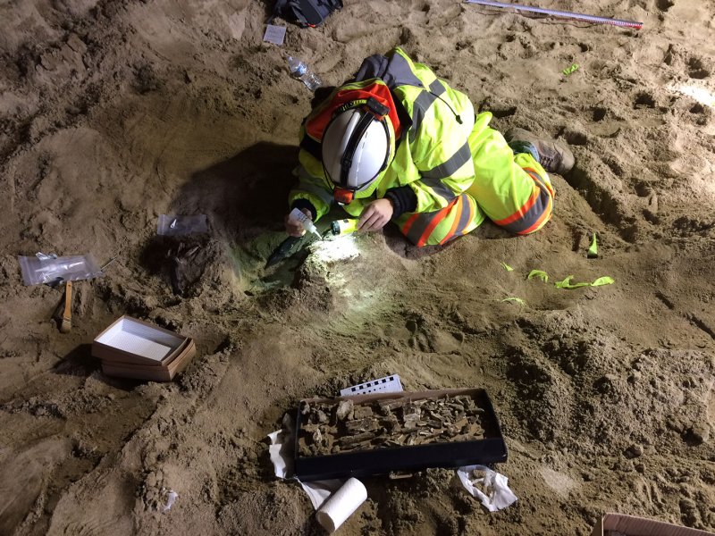 Fossils discovered during LA subway construction