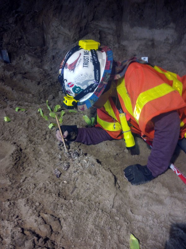 Fossils discovered during LA subway construction