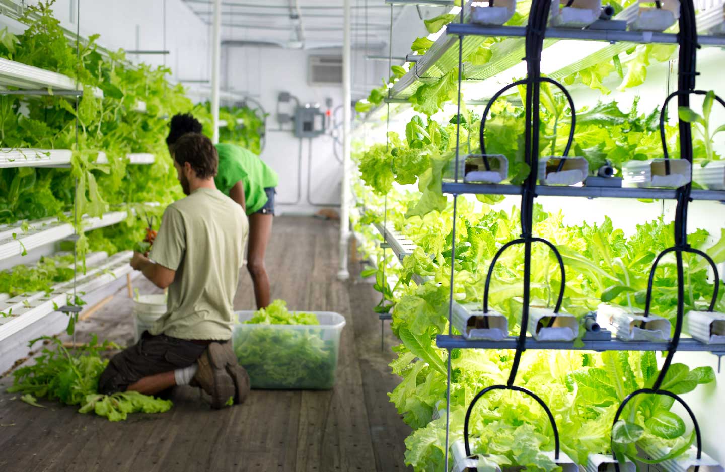 PodPonics Inc. employees harvest lettuce inside of a pod farm container in Atlanta, Georgia, U.S., on Friday, Aug. 12, 2011. "There's a major trend that has serious legs," said Matt Liotta, chief executive officer of PodPonics Inc., which will start growing watercress, arugula and other lettuce varieties hydroponically (in water, without soil) in recycled shipping containers on eight acres outside Hartsfield-Jackson Atlanta International Airport in the next two months. (Chris Rank/Bloomberg via Getty Images)