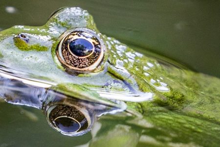 Frogs swim in the water a bond in Frankfurt, western Germany, on July 4, 2017.