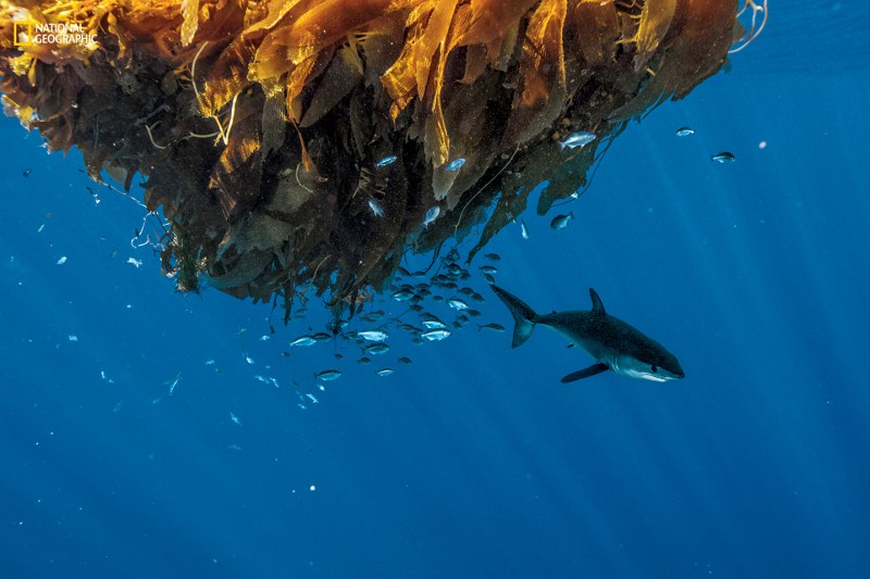 Shortfin Mako Shark