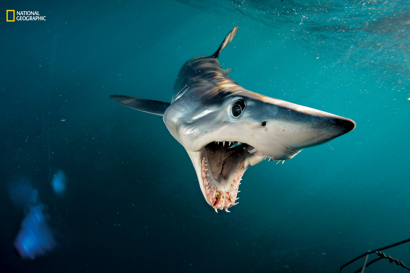 Shortfin Mako Shark