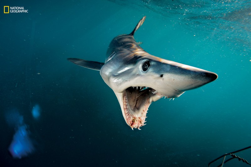 Shortfin Mako Shark