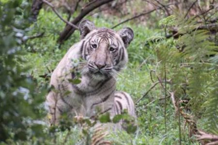 Rare pale tiger photographed in India. (Nilanjan Ray)