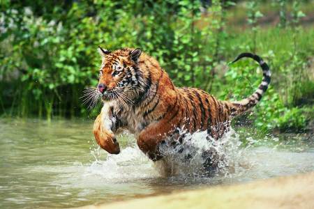 Billions of wildlife populations have already been lost in what scientists are calling Earth's sixth mass extinction event (Getty Images)