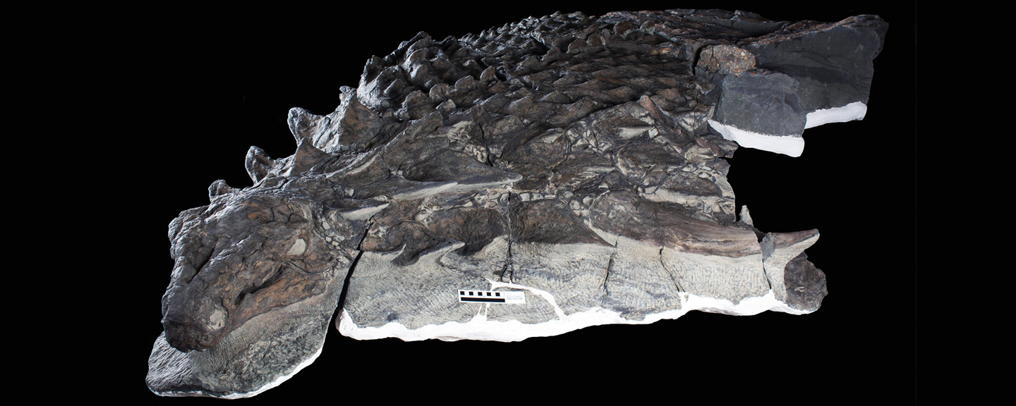 Photographs of the Holotype of Borealopelta markmitchelli (Brown, et al)