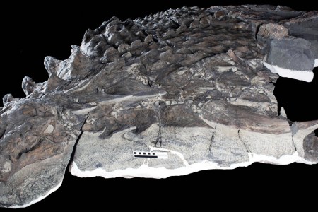 Photographs of the Holotype of Borealopelta markmitchelli (Brown, et al)