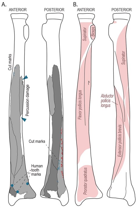 engraved human bone