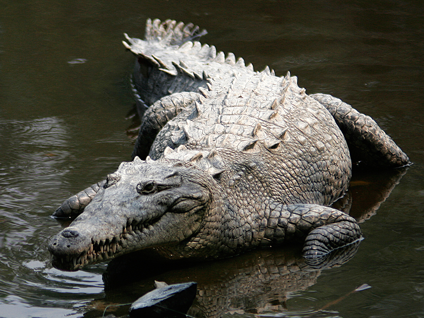 Crocodile.