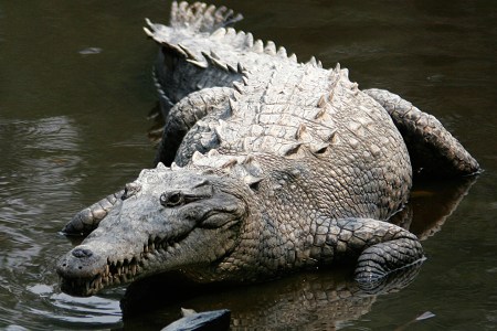 Crocodile.