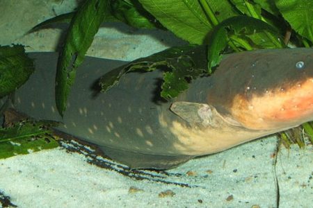 Electric eel.