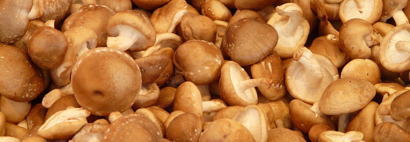 Is The Next Big Trend Medicinal Mushrooms?